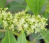 Maté ( Yerba mate) Éden virágesszencia Maté ( Yerba mate) Éden virágesszencia
