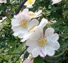 Kisvirágú rózsa ( MaCartney rose) Éden virágesszencia Kisvirágú rózsa ( MaCartney rose) Éden virágesszencia