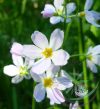 Bach virágterápia -Békaliliom 34. Water Violet Bach virágesszencia Bach virágterápia -Békaliliom 34. Water Violet Bach virágesszencia