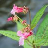 Bach virágterápia-Nebáncsvirág 18. Impatiens Bach virágesszencia Bach virágterápia-Nebáncsvirág 18. Impatiens Bach virágesszencia