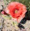 Fügekaktusz ( Prickly pear cactus) Éden virágesszencia Fügekaktusz ( Prickly pear cactus) Éden virágesszencia