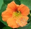 Sarkantyúka ( Nasturtium ) Éden virágesszencia Sarkantyúka ( Nasturtium ) Éden virágesszencia