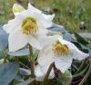 Fekete hunyor ( Helleborus black ) Éden virágesszencia Fekete hunyor ( Helleborus black ) Éden virágesszencia