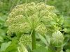 Angyalgyökér ( Angelica) Éden virágesszencia Angyalgyökér ( Angelica) Éden virágesszencia