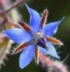 Kerti borágó ( Borage ) Éden virágesszencia Kerti borágó ( Borage ) Éden virágesszencia