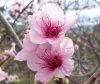 Őszibarack ( Peach ) Éden virágesszencia Őszibarack ( Peach ) Éden virágesszencia