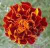 Bársonyvirág ( French Marigold ) Éden virágesszencia Bársonyvirág ( French Marigold ) Éden virágesszencia