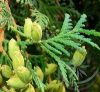 Tuja ( Cedar ) Éden virágesszencia Tuja ( Cedar ) Éden virágesszencia