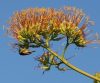Agavé (Centuary Agave) Éden virágesszencia Agavé (Centuary Agave) Éden virágesszencia
