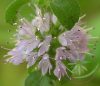 Csombormenta ( Pennyroyal ) Éden virágesszencia Csombormenta ( Pennyroyal ) Éden virágesszencia