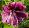 Papsajtmályva ( Mallow ) Éden virágesszencia Papsajtmályva ( Mallow ) Éden virágesszencia