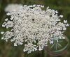 Vadmurok ( Queen Anne's lace) Éden virágesszencia Vadmurok ( Queen Anne's lace) Éden virágesszencia