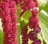 Vörös -Csüngő amaránt ( Amaranthus) Éden virágesszencia Vörös -Csüngő amaránt ( Amaranthus) Éden virágesszencia