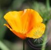 Kaliforniai kakukkmák ( California poppy) Éden virágesszencia Kaliforniai kakukkmák ( California poppy) Éden virágesszencia