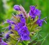 Kerti Izsóp (Hyssop ) Éden virágesszencia Kerti Izsóp (Hyssop ) Éden virágesszencia