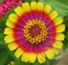 Rézvirág ( Zinnia) Éden virágesszencia Rézvirág ( Zinnia) Éden virágesszencia