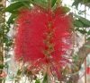 Kefevirág (Bottlebrush) Éden virágesszencia Kefevirág (Bottlebrush) Éden virágesszencia