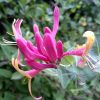 Bach virágterápia- Jerikó lonc ( 16. Honeysuckle ) Bach virágesszencia Bach virágterápia- Jerikó lonc ( 16. Honeysuckle ) Bach virágesszencia