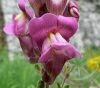 Oroszlánszáj ( Snapdragon ) Éden virágesszencia Oroszlánszáj ( Snapdragon ) Éden virágesszencia