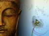 Buddha csepp- Éden virágesszencia keverék Buddha csepp- Éden virágesszencia keverék