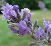 Levendula ( Lavender French) Éden virágesszencia Levendula ( Lavender French) Éden virágesszencia