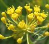 Kapor ( Dill) Éden virágesszencia Kapor ( Dill) Éden virágesszencia