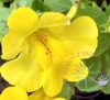 Bach virágterápia-Bohócvirág 20. Mimulus Bach virágesszencia Bach virágterápia-Bohócvirág 20. Mimulus Bach virágesszencia