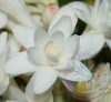 Tubarózsa (Tuberose) Éden virágesszencia Tubarózsa (Tuberose) Éden virágesszencia