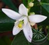 Citromfa ( Lemon ) Éden virágesszencia Citromfa ( Lemon ) Éden virágesszencia
