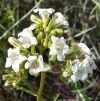 Hegyi balzsam ( Yerba santa ) Éden virágesszencia Hegyi balzsam ( Yerba santa ) Éden virágesszencia