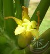 Papaya Éden virágesszencia Papaya Éden virágesszencia