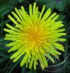 Pitypang-Gyermekláncfű ( Dandelion ) Éden virágesszencia Pitypang-Gyermekláncfű ( Dandelion ) Éden virágesszencia