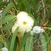 Eukaliptusz ( Eucalyptus) Éden virágesszencia Eukaliptusz ( Eucalyptus) Éden virágesszencia