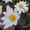 Vérzőmák ( Bloodroot) Éden virágesszencia Vérzőmák ( Bloodroot) Éden virágesszencia
