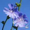 Bach virágterápia -Katángkóró (8. Chicory ) Bach virágesszencia Bach virágterápia -Katángkóró (8. Chicory ) Bach virágesszencia