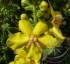 Molyhos ökörfarkkóró ( Mullein ) Éden virágesszencia Molyhos ökörfarkkóró ( Mullein ) Éden virágesszencia