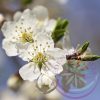 Bach virágterápia -Cseresznyeszilva ( 6. Cherry plum) Bach virágeszencia Bach virágterápia -Cseresznyeszilva ( 6. Cherry plum) Bach virágeszencia