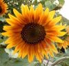 Napraforgó ( Sun flower ) Éden virágesszencia Napraforgó ( Sun flower ) Éden virágesszencia