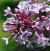 Orgona ( Lilac ) Éden virágesszencia Orgona ( Lilac ) Éden virágesszencia