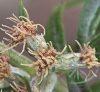 Fekete üröm ( Mugwort ) Éden virágesszencia Fekete üröm ( Mugwort ) Éden virágesszencia