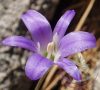 Csillaghagyma ( Harvest brodiaea) Éden virágesszencia Csillaghagyma ( Harvest brodiaea) Éden virágesszencia
