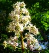 Bach virágterápia-Fehér vadgesztenye 35. White Chestnut Bach virágesszencia Bach virágterápia-Fehér vadgesztenye 35. White Chestnut Bach virágesszencia