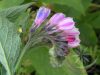 Fekete nadálytő ( Comfrey) Éden virágesszencia Fekete nadálytő ( Comfrey) Éden virágesszencia