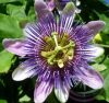 Golgotavirág ( Passion flower ) Éden virágesszencia Golgotavirág ( Passion flower ) Éden virágesszencia