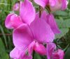 Nagyvirágú lednek ( Sweet pea) Éden virágesszencia Nagyvirágú lednek ( Sweet pea) Éden virágesszencia