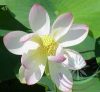 Indiai Lótusz (Lotus ) Éden virágesszencia Indiai Lótusz (Lotus ) Éden virágesszencia
