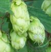 Komló ( Hops ) Éden virágesszencia Komló ( Hops ) Éden virágesszencia