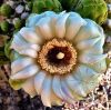 Óriás kaktusz (Saguaro ) Éden virágesszencia Óriás kaktusz (Saguaro ) Éden virágesszencia