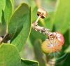 Manzanita Éden virágesszencia Manzanita Éden virágesszencia