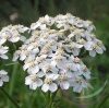 Cickafark (Yarrow) Éden virágesszencia Cickafark (Yarrow) Éden virágesszencia